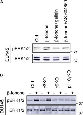 The olfactory receptor OR51E2 activates ERK1/2 through the Golgi-localized Gβγ-PI3Kγ-ARF1 pathway in prostate cancer cells